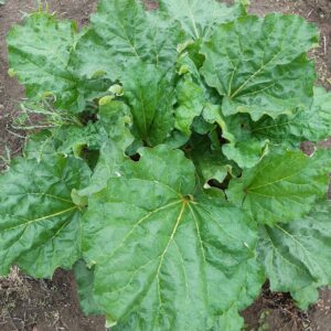 Rhubarbe