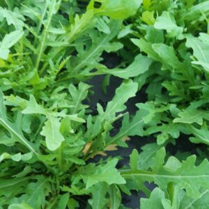 Jeune pousse de roquette