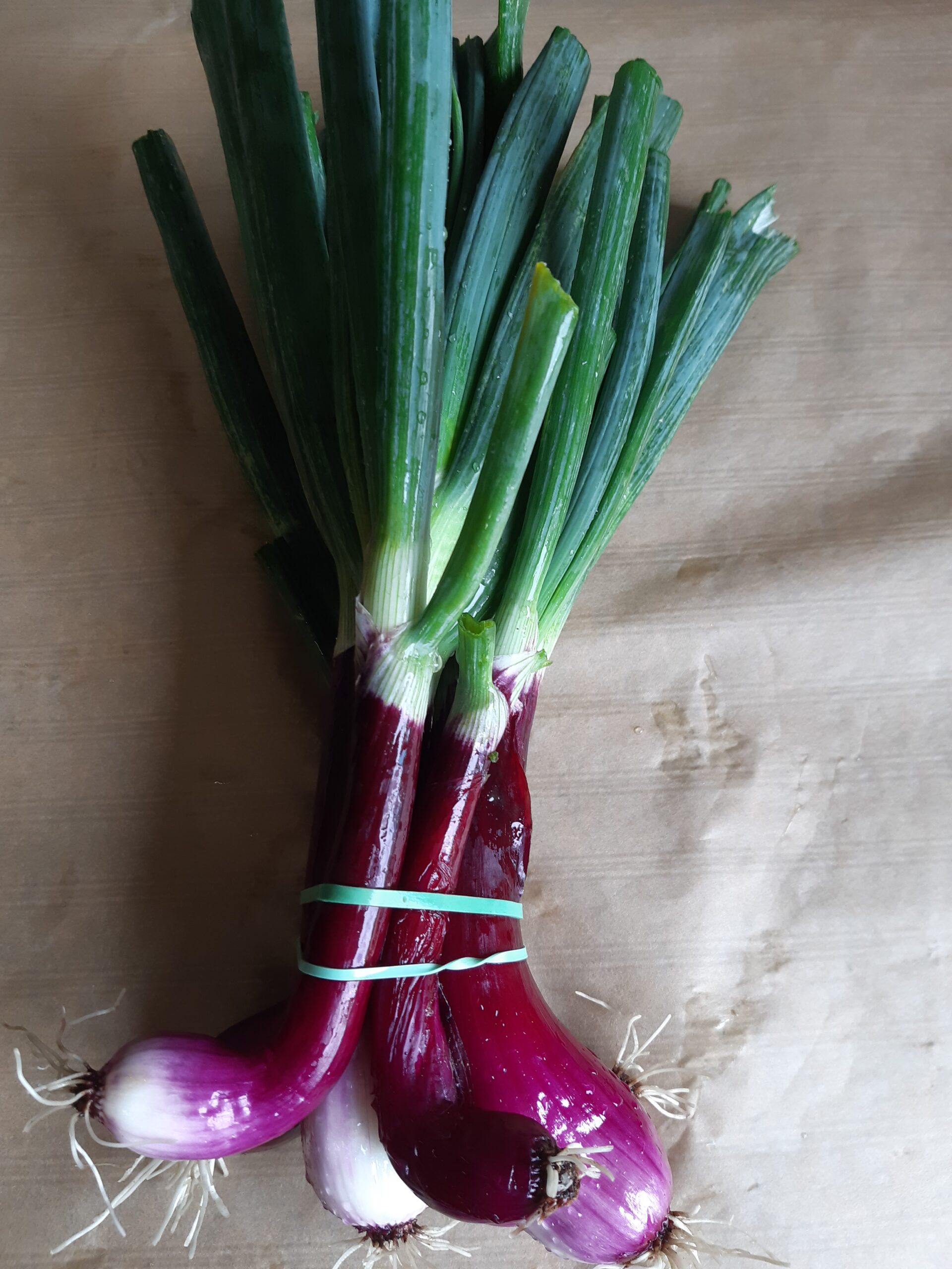 oignon rouge nouveau Le Potager d