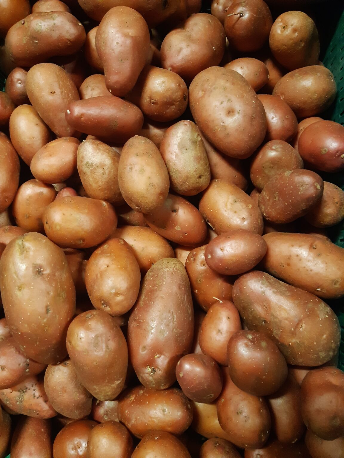 Pomme de terre rosabelle – Le Potager d'ici