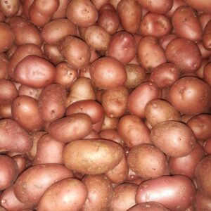 pomme de terre nouvelle grenaille peau rose